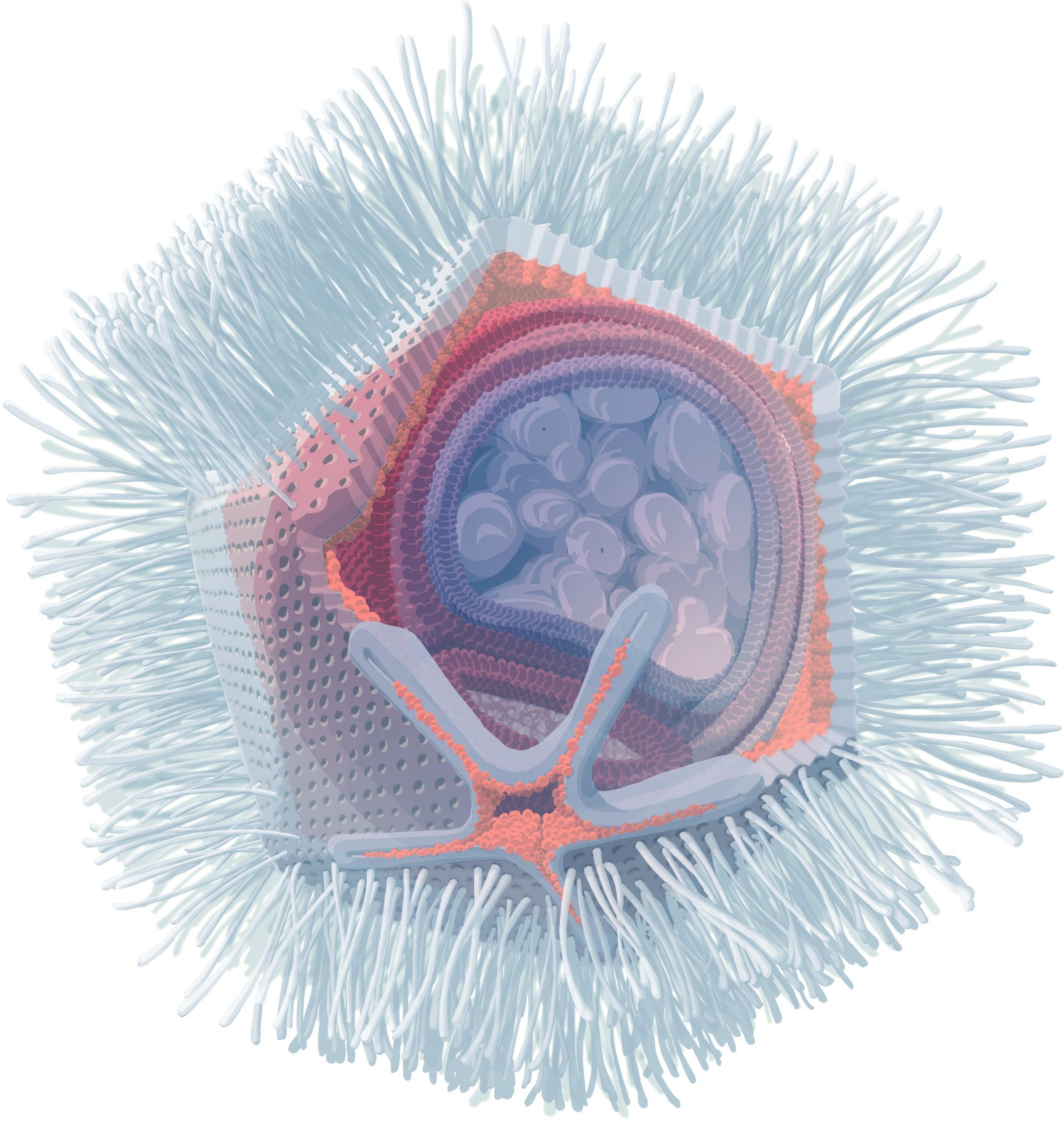 Illustration-of-Naegleriavirus-scaled.jpg