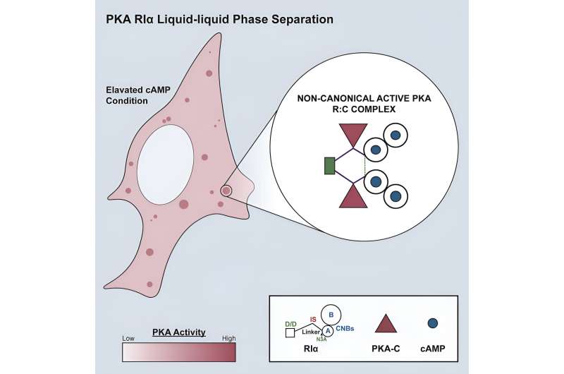 Liquid droplets shape how cells respond to change