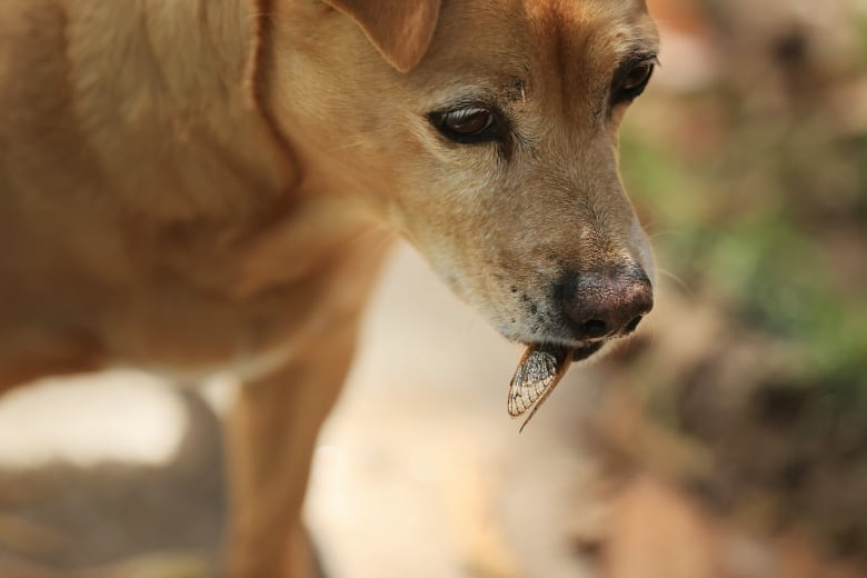 A beige dog with a winged insect hanging out of its mouth.