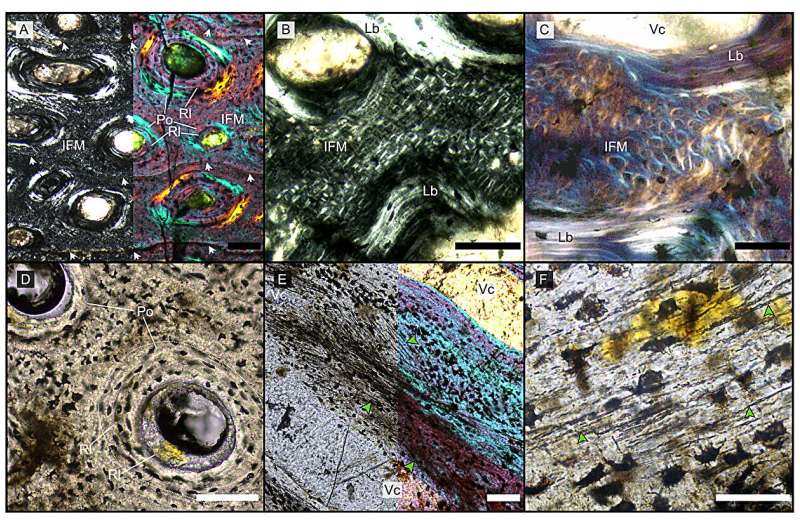 Do some mysterious bones belong to gigantic ichthyosaurs?