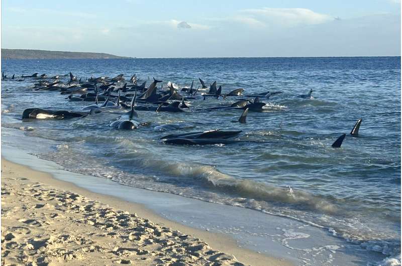 Over 100 pilot whales beached on western Australian coast have been rescued, researcher says