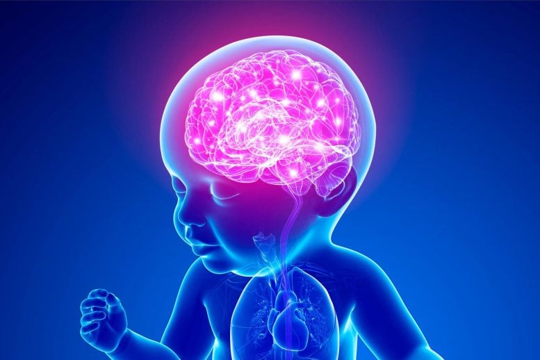 Infant Baby Brain Illustration