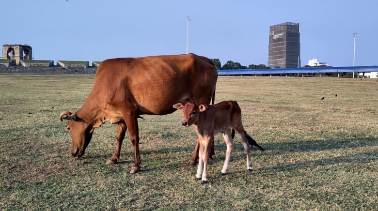 A full-grown cow stands in a field next to a calf under a clear sky. They're in an urban setting, however, since there are tall buildings in the background.