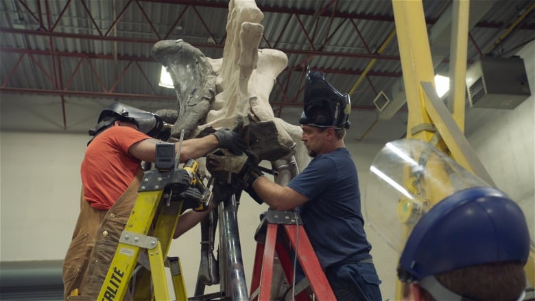 Two people wearing safety hats and visors stand on ladders and hold a piece of dinosaur skeleton. A third person stands, watches, in the foreground.