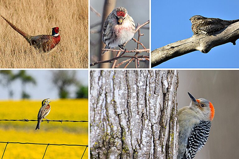 Backyards, urban parks support bird diversity in unique ways