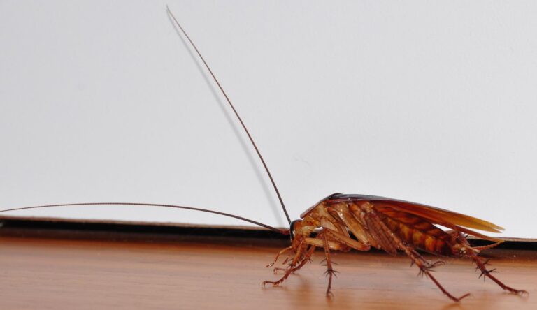 Two sex pheromone receptors for sexual communication found in the American cockroach