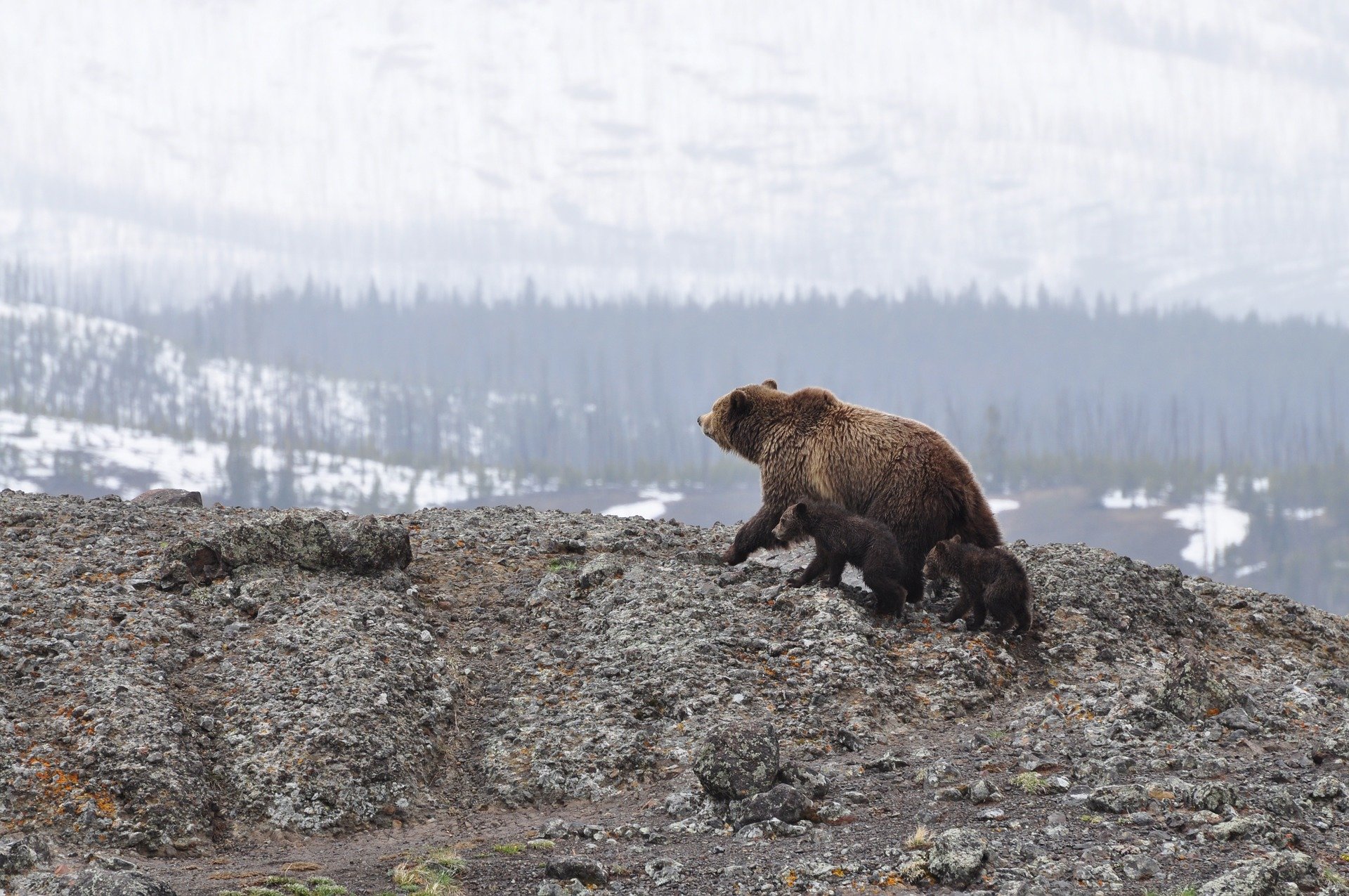 grizzlybear.jpg