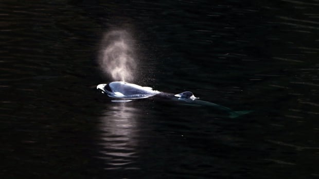 Orphaned B.C. orca calf ‘likely’ seen off Vancouver Island