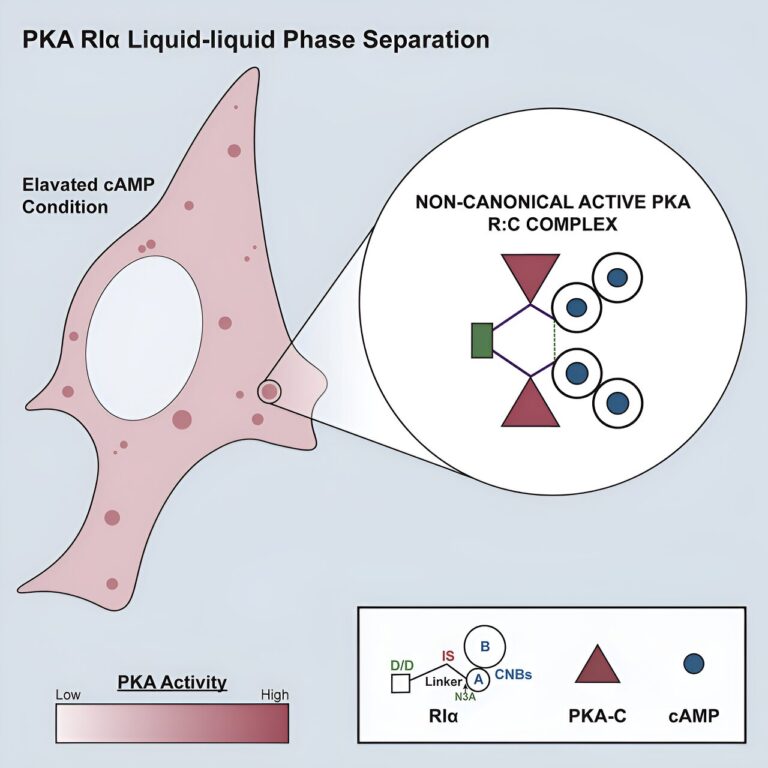 Liquid droplets shape how cells respond to change, shows study