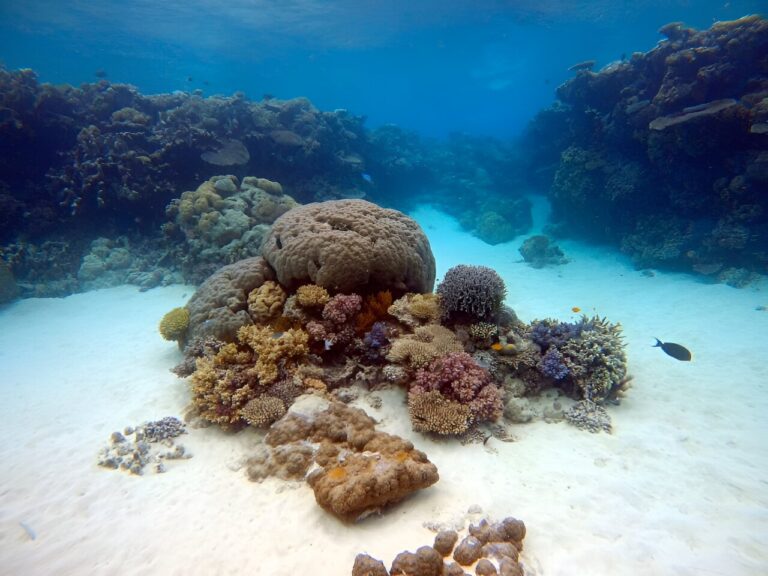 Research show oysters could help clean up the reef through filtration