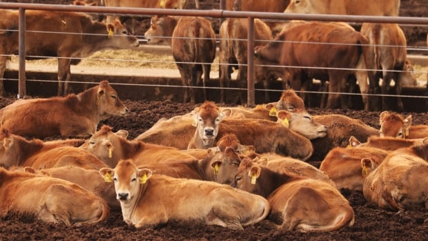 Person diagnosed with bird flu in Texas after contact with cows