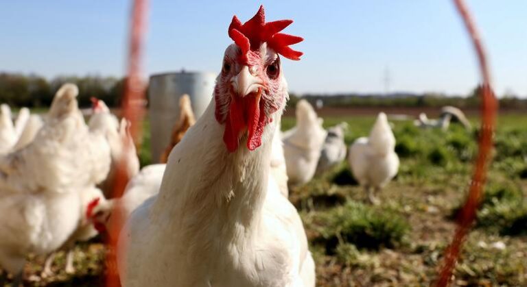 No sign yet of H5N1 bird flu spreading between humans, says WHO chief