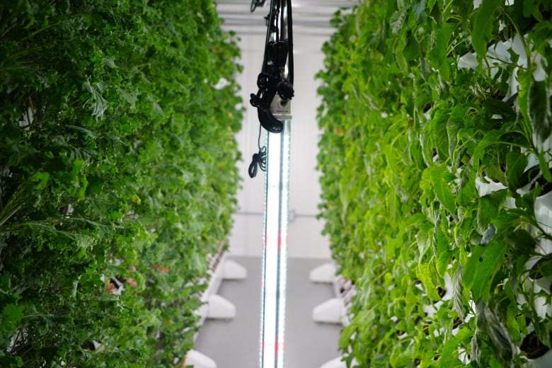 Green edible leaves grow under lights