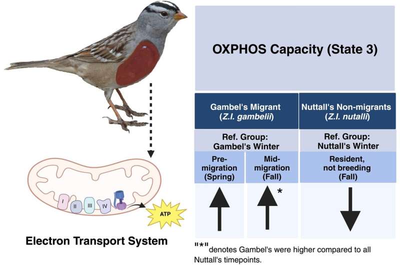 Auburn biologists publish first work on avian migration conducted in the AU MitoMobile