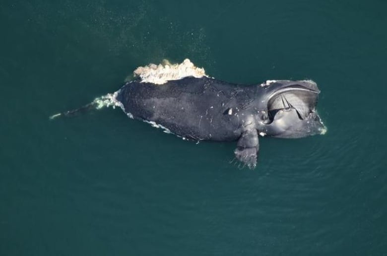 a dead whale floating in green ocean waters