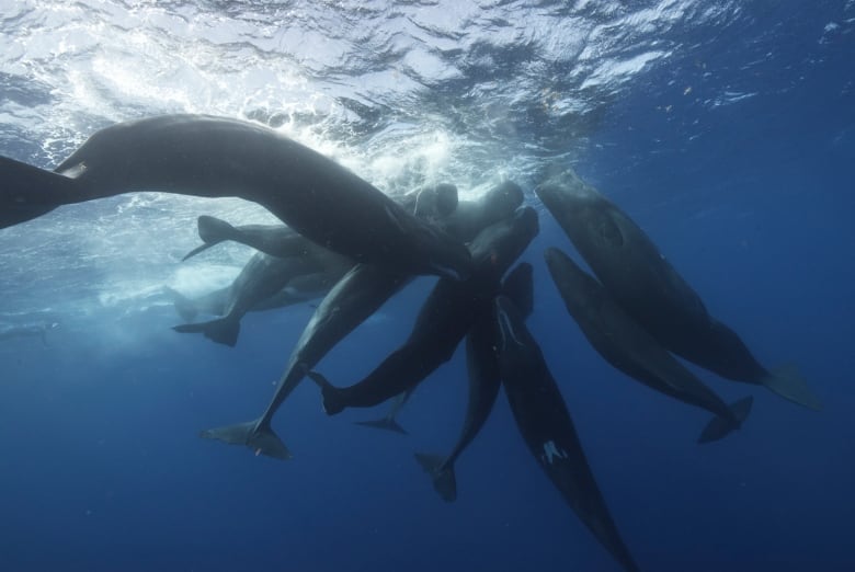 A group of sperm whales under water.