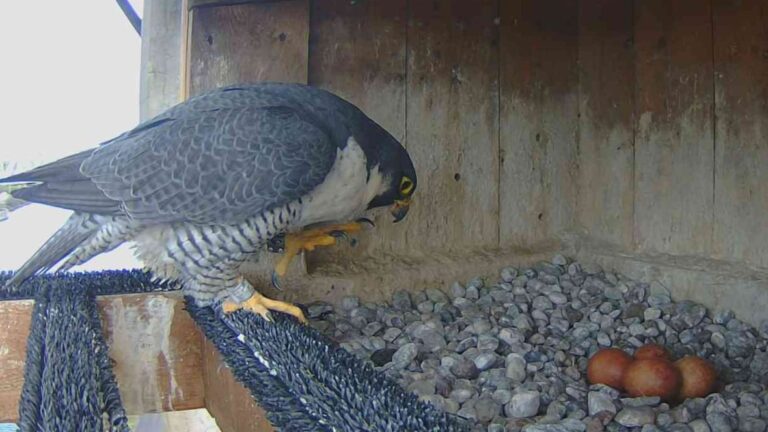 Why 4 falcon eggs have a new home, and a new mother, on a Montreal bridge