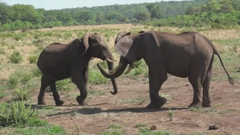 A great big hello from the gentlest of giants