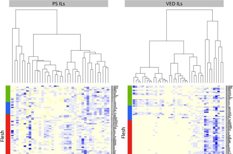 Melon flavor decoded: the genetic keys to aromatic diversity