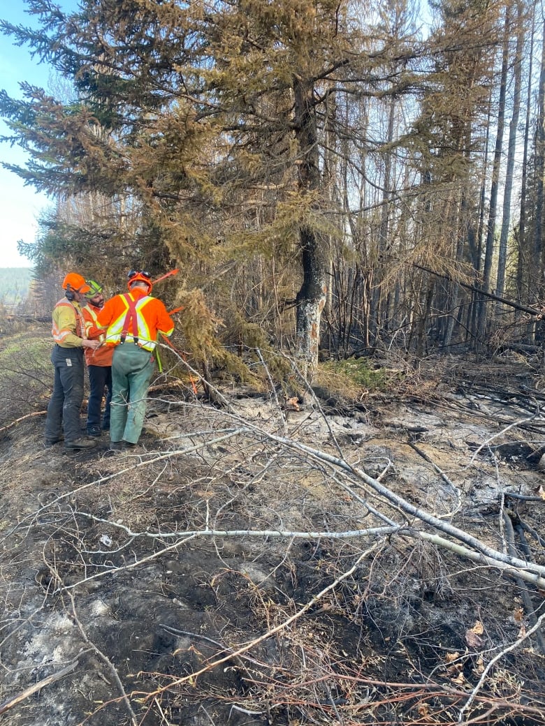 People in high-vis vests point to trees near black and burned ground in a forest.