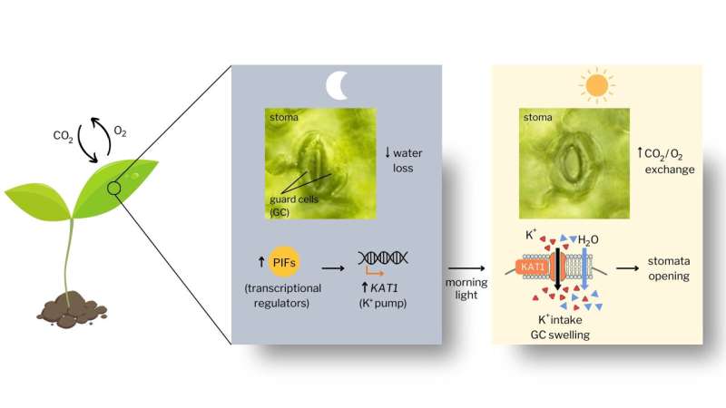 Understanding plant breathing: