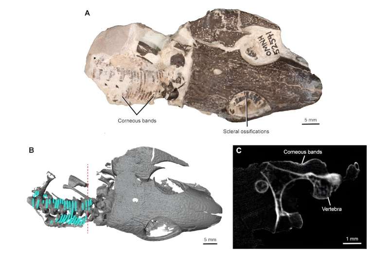 It's hard to find fossil skin, but a rare discovery reveals clues about the evolution from water to land