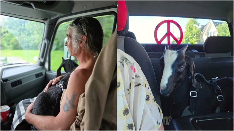 Side-by-side pictures. On the left, a topless man with long gray hair sits in a passenger seat, cradling a baby goat. On the right, that same goat peers out from the backseat.