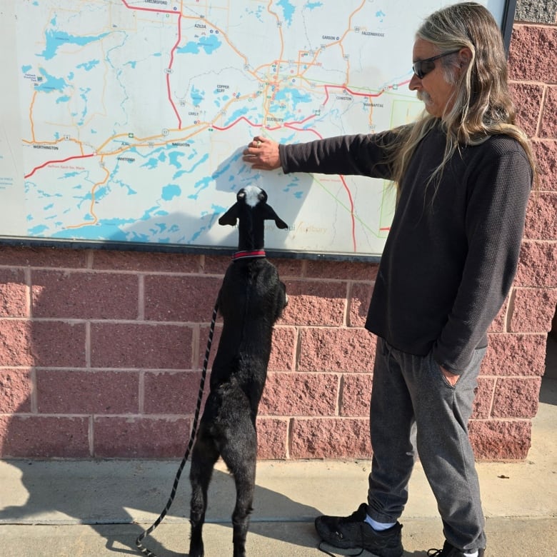 A man with long gray hair points at a map mounted outside on a brick wall. A black and white goat stands on his two front feet and looks where the man is pointing. 