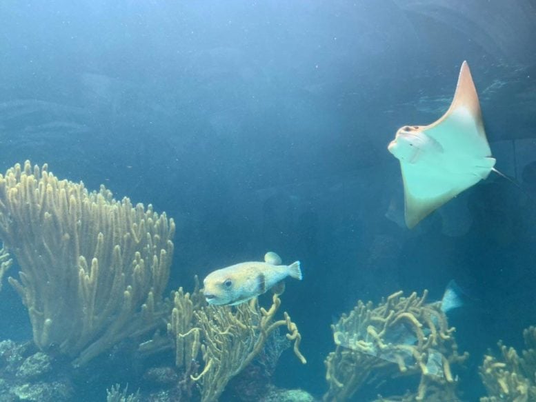 Atlantic Cownose Ray Swimming Above