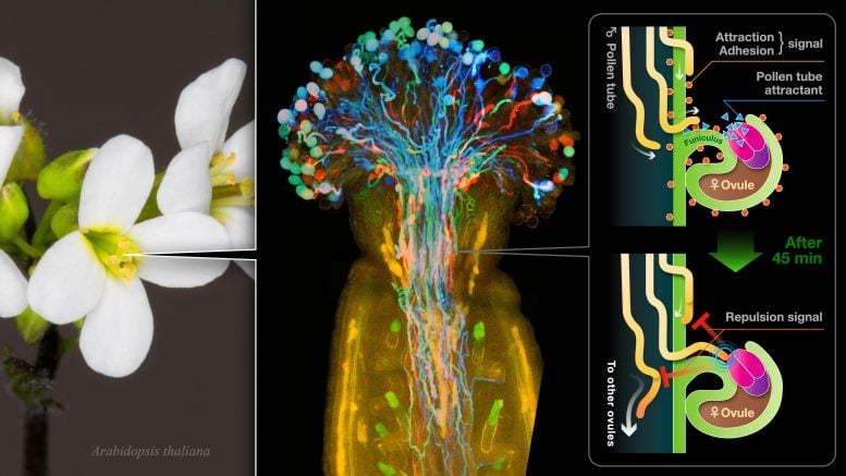 One-to-One Pollen Tube Guidance