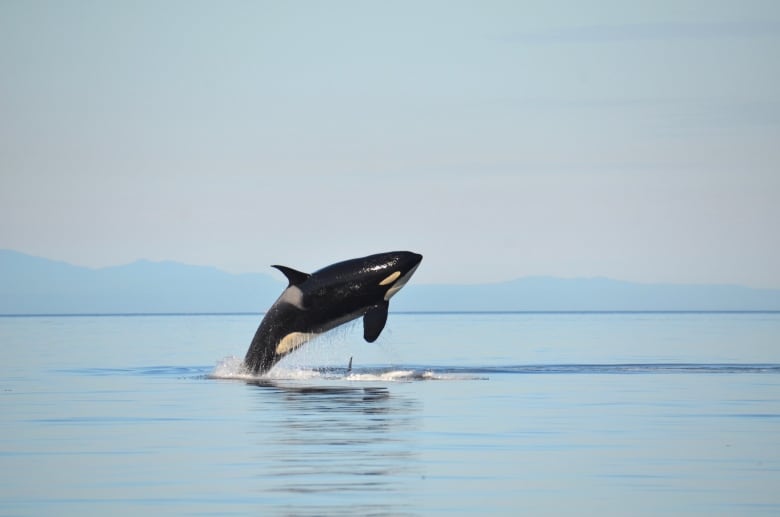 A whale jumps out of the water. Mountains can be seen in the far distance.