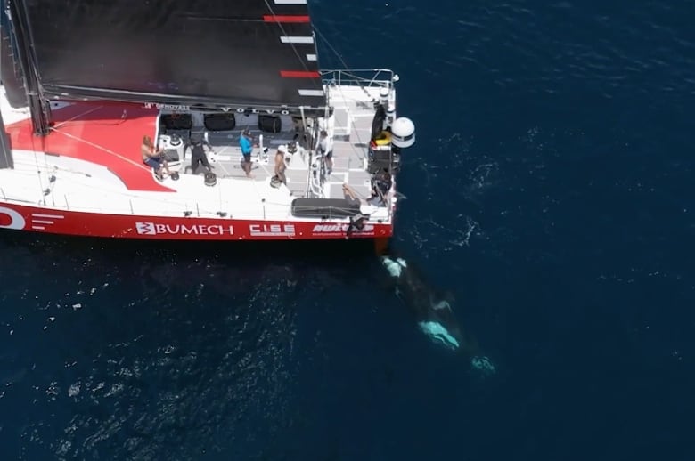 A drone shot of a sailboat with a whale visible in the water behind the boat.