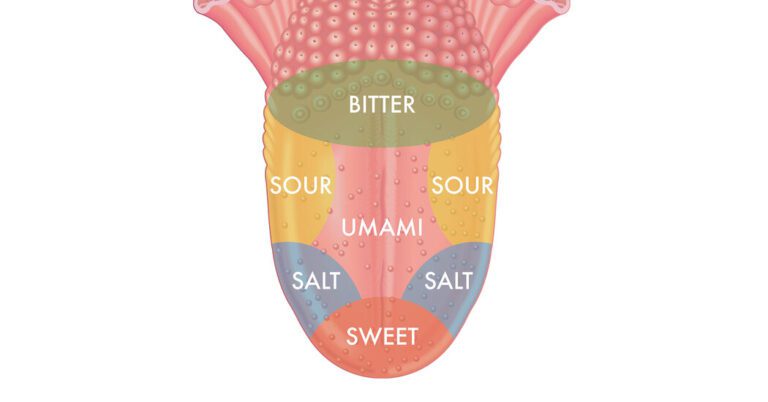 The Textbooks Were Wrong About That Map of the Tongue’s Taste Buds