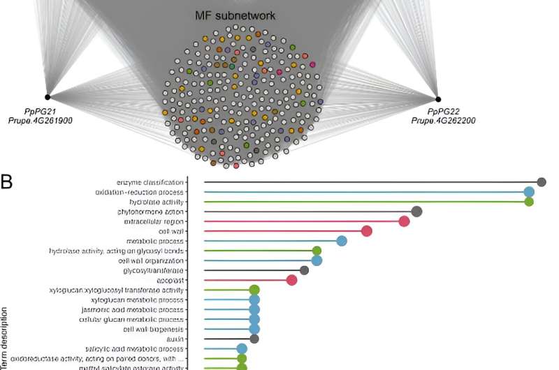 Peach perfection: advanced gene networks reveal fruit traits