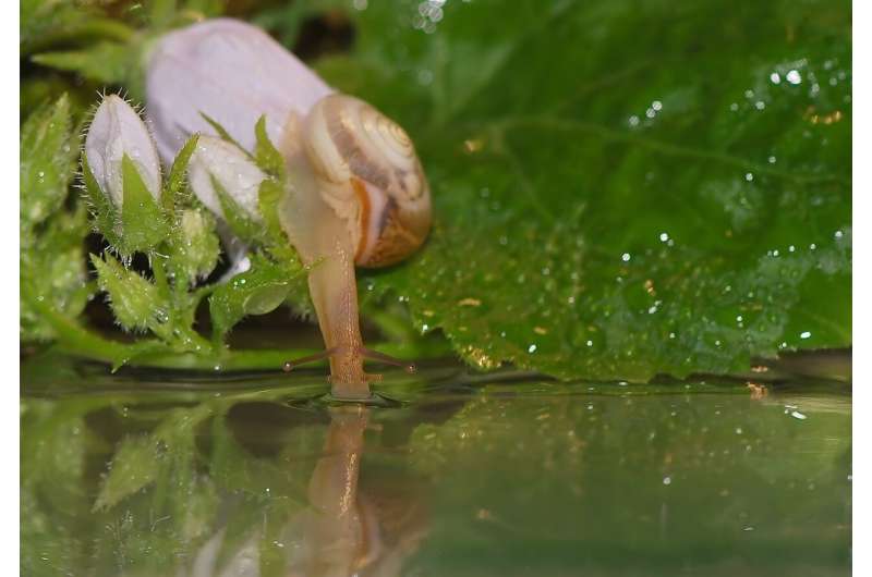 pond snails