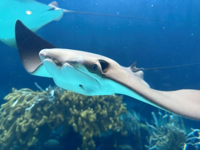 Atlantic Cownose Rays in Bermuda Linked to Climate Anomaly