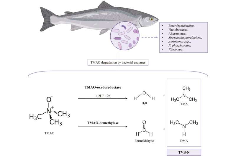 Food safety, quality review summarizes sustainable seafood preservation to minimize waste, losses