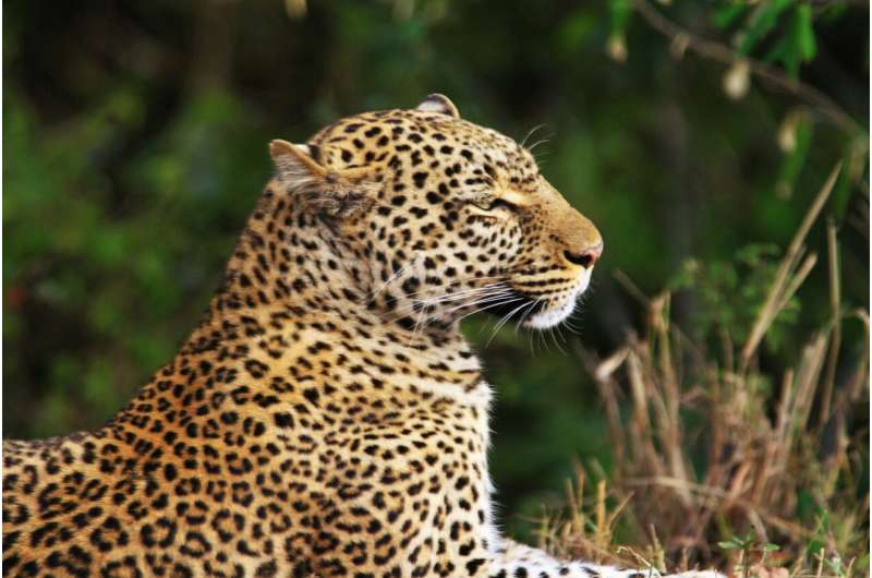 Arabian leopard