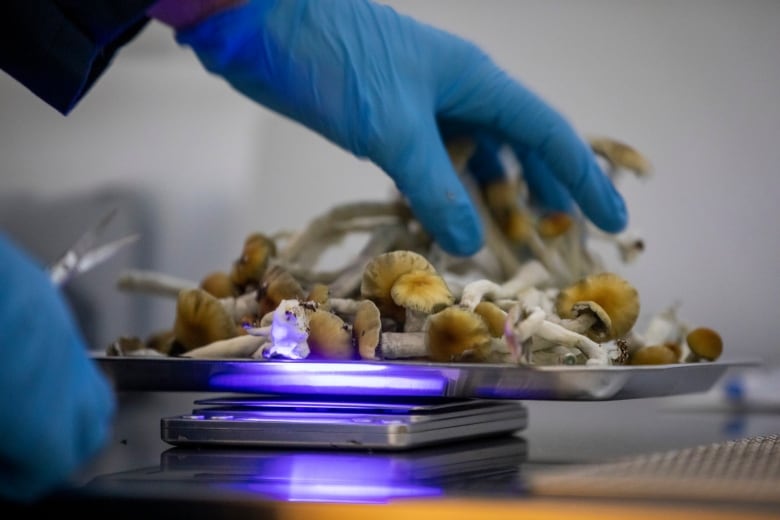 a blue glove hovers over a tray of mushrooms being weighed