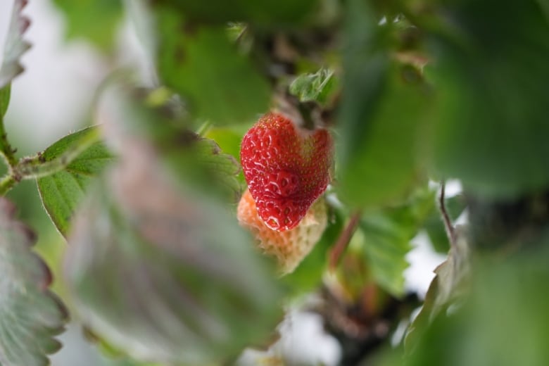 A red strawberry