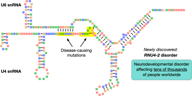 Newly Discovered RNU4-2 Disorder