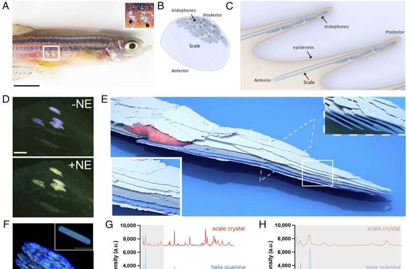 How did the zebrafish get its stripes? Researchers are one step closer to finding out