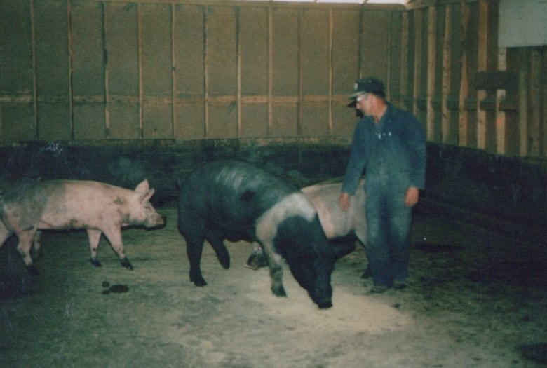 A man stands in a barn filled with pigs.  