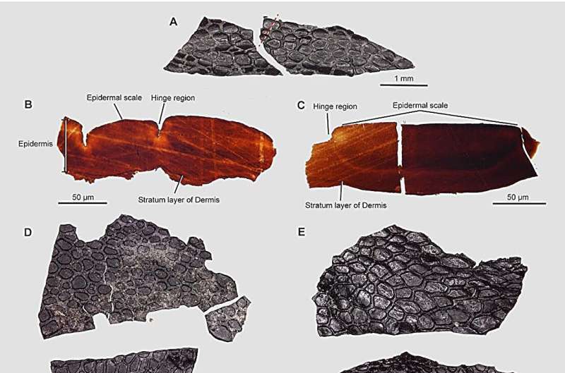 It's hard to find fossil skin, but a rare discovery reveals clues about the evolution from water to land