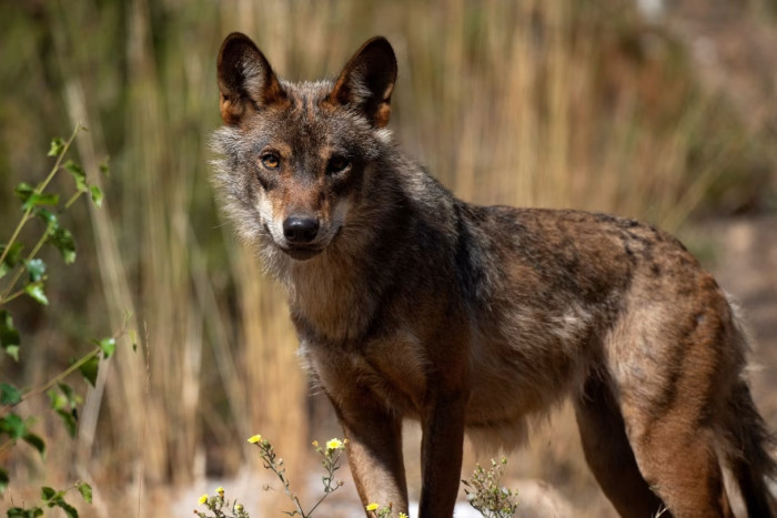 An Iberian wolf in the Sierra de la Culebra near the village of Puebla de Sanabria, north-west Spain