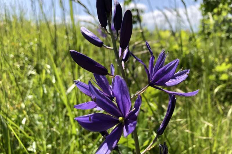 Legacy of Indigenous stewardship of camas dates back more than 3,500 years, study finds