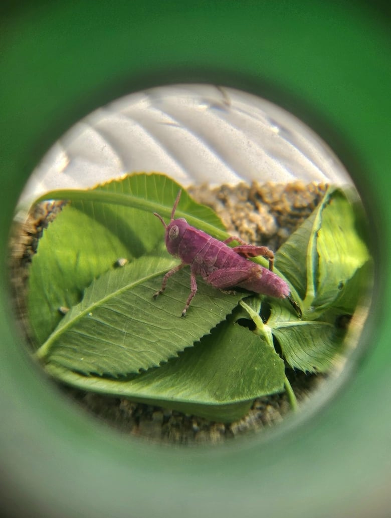 A pink grasshopper sits on a bed of leaves. There is a circle around the image, as if the photo is taken through a lens. 