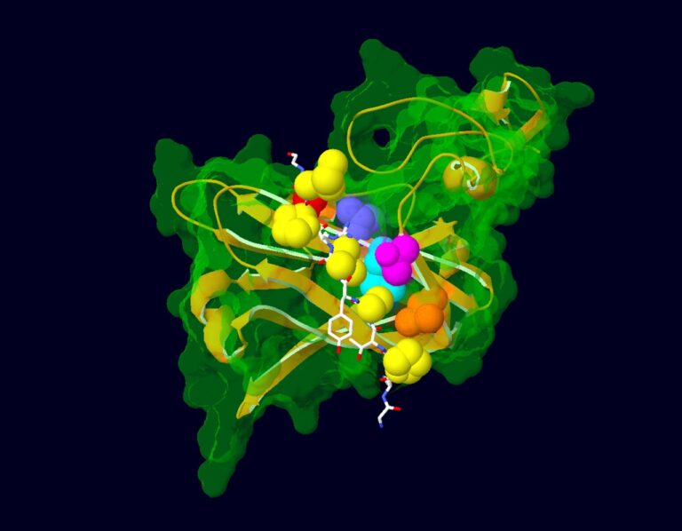 Researchers Link Protein Levels to Severe Intellectual Deficiencies