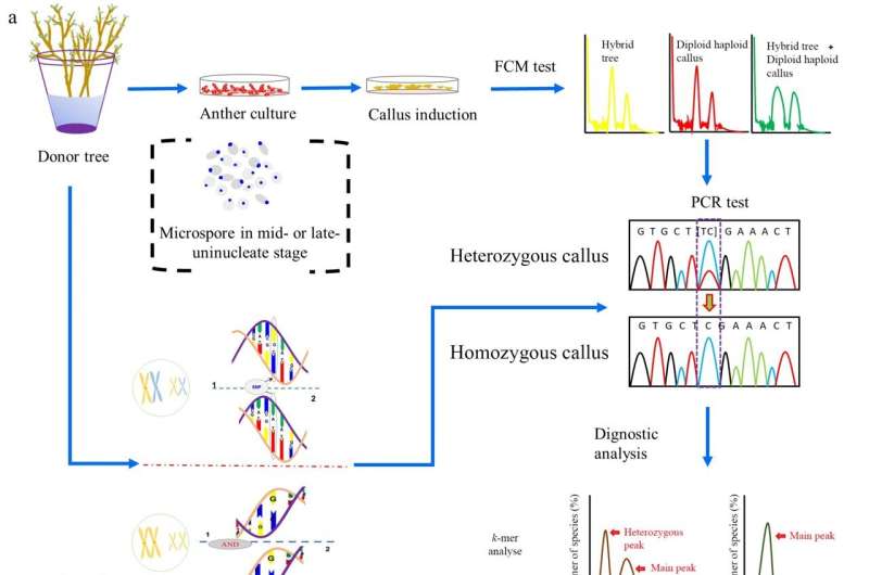 Breakthrough in poplar genomics: Nearly gap-free genome assembly unveils new insights and applications