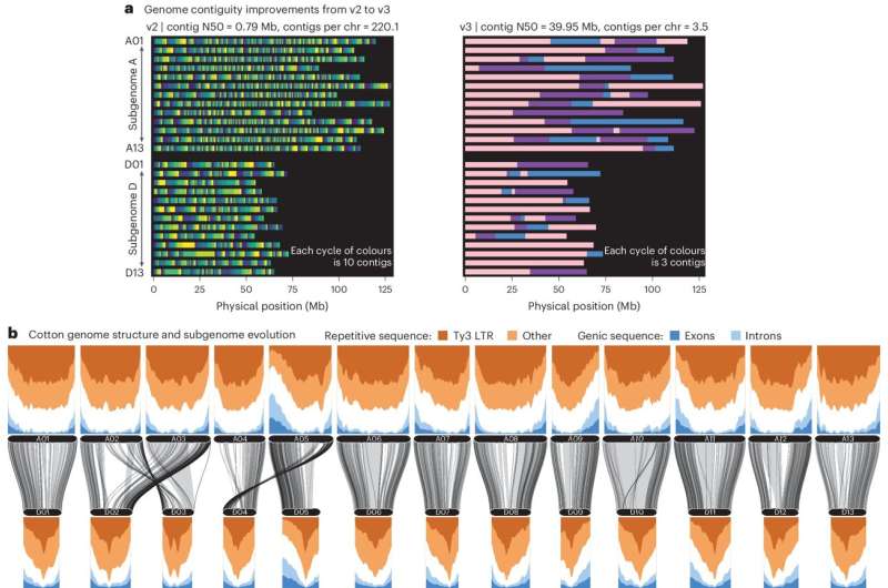 Researchers create valuable genomic tools for the cotton industry